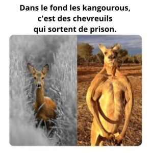 Mathieu Cyr Instagram - Pensée du jour. 🤔 #kangourou #buffed #meme #humour