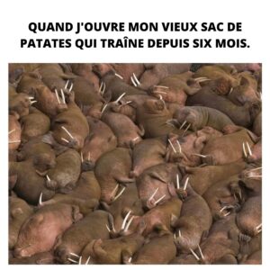 Mathieu Cyr Instagram - Germe ça les patates. 🤮🤣
#humour #meme #qc #quebec #mtl #mtlmoments