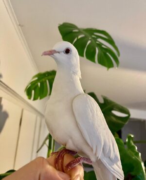 Mathieu Dufour Instagram - 🕊2015-2022 @rubylacolombe 🕊

Je pensais pas m’attacher autant à un oiseau acheté sur Kijiji à 4h du matin pompette. Je vais m’ennuyer de toi pis de ton petit criss de rire de Satan. J’espère que tu vas continuer à être aussi badass et cool au paradis ma chum. BIG LOVE RUB ❤️