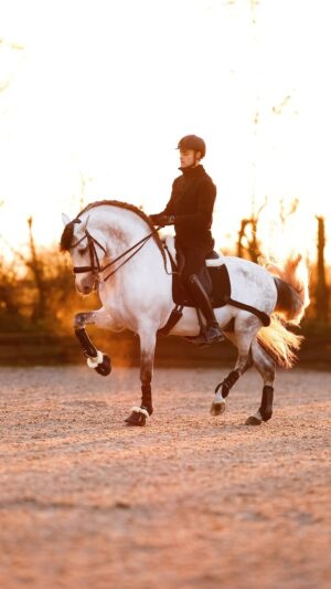 Matt Harnacke Instagram - A fiery afternoon training the king 👑 wearing the @catago_equestrian elastic training pad. This has been a new addition to my kit which is already providing some incredible results through resistance training 💪🏻🙏🏻