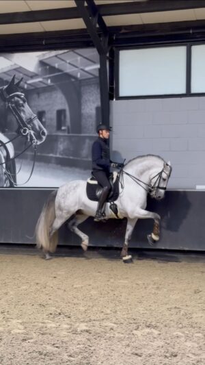 Matt Harnacke Instagram - AD Working on our green piaffe and passage making sure I don’t miss a stride using my @pivoequestrian What a great tool to be able to automatically track me while I am riding so I don’t need anyone to help me film. This is perfect for reviewing your lesson days or just to be able to keep up with how things are looking on the ground. Something that should be in every Equestrians kit! #pivoPOV www.pivo.ai