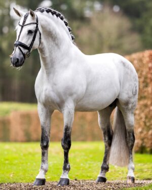 Matt Harnacke Instagram - It’s time to share Emporio with the world, frozen semen now available 🌎 www.mhbreeding.com