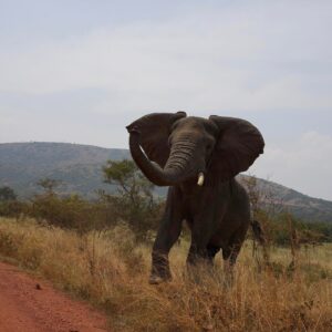 Matte Babel Instagram - Two minutes into the reserve and we rolled up on an Elephant...driver said we’re 'dangerously' close to stop...I finagled...we stopped...it charged....he cussed, sped off -  I took this while we sped away