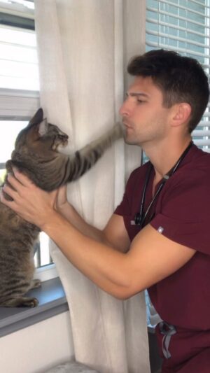 Matthew Andrews Instagram - Shhhh stop talking to me!  Tag someone who can relate!
.
.
.
.
#yourstomake #catsofinstagram #buzzfeedpets #pawsup #peoplepets #catsdoingthings #todayshow #creators #weeklyfluff