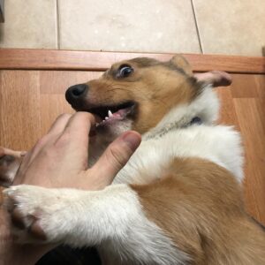 Matthew Mercer Instagram - It’s a good day for some Omar pics. I love this little floof.