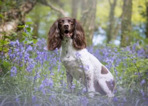 Matthew Pritchard Instagram - Lemmy 🐶🖤

Just had the pics through from Ellen at @wildpawsclub of my little boy and best mate. He’s always been good in front of the lens and I’m sure you’ll agree he’s a stunner. 

If you need photos of your doggy give Ellen a message she’s ace with your dog and her work speaks for itself. Thanks Ellen 💚

#Dogs #DogPhotography #MansBestFriend