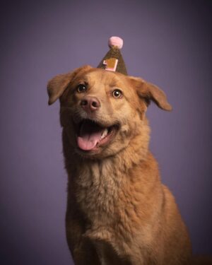 Matthew Wilkas Instagram - @b_pups turned 1 year today. ***not an estimate either cuz we LITERALLY SAW HER BEING BORN ON A DOG MEAT FARM IN KOREA A YEAR AGO TODAY! 
So, to celebrate I’m going to go see @robynkonichiwa in concert tonight. Bye! (Photo by the talented @lukefontana )