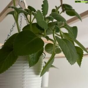 Matúš Okajček Instagram - DIY jungle strop 🌴🌿🌱 nápad naň prišiel úplne random. Keď mi „divný Jano” (Pothos/Devil´s Ivy) a nádchovník (Plectrathus) začali rásť ako bláznivé, rozmýšľal som, kam by sa mohli ďalej plaziť... 🤔Nakoniec som prišiel s myšlienkou drevenej mriežky, ktorá sa v procese výroby zmenila na štvorec v štvorci. Ten vyzerá z postele ako magický portál (už sa neviem dočkať, keď bude celý zarastený). 👊🏻Energiu na nápad a proces výstavby dodal #crazywolf a ďakujem @kauflandslovensko za super #spoluprácu.🤌🏻