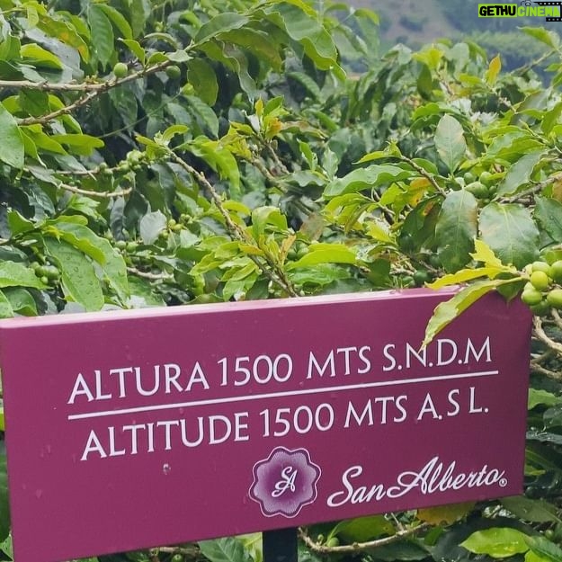 Mauricio Hénao - 29.6K Likes - Hoy me tome el mejor café con mi madre y en mi tierra Colombia 🌱🍃🌿 🇨🇴☕️