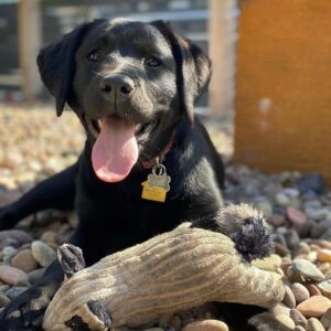 Maury Morgan Instagram - Having so much fun watching this #puppy grow!

#labsofinstagram #talesofalabpuppy #labradorretriever #puppiesofinstagram