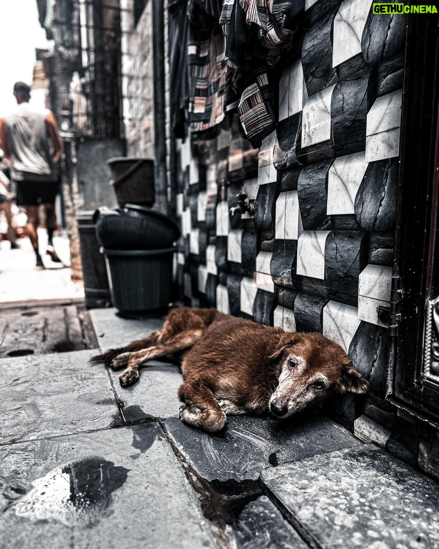 Max George - 3 Likes - The beautiful animals of Dharavi… 🇮🇳 These cats and dogs live a tough life but they are a part of the land and the people.. and they were so friendly 🖤. If you do have the pleasure of ever visiting .. PLEASE do with a proper tour guide.. as it puts money back into the area.🇮🇳
