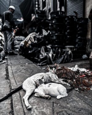 Max George Instagram - The beautiful animals of Dharavi… 🇮🇳 These cats and dogs live a tough life but they are a part of the land and the people.. and they were so friendly 🖤. If you do have the pleasure of ever visiting .. PLEASE do with a proper tour guide.. as it puts money back into the area.🇮🇳