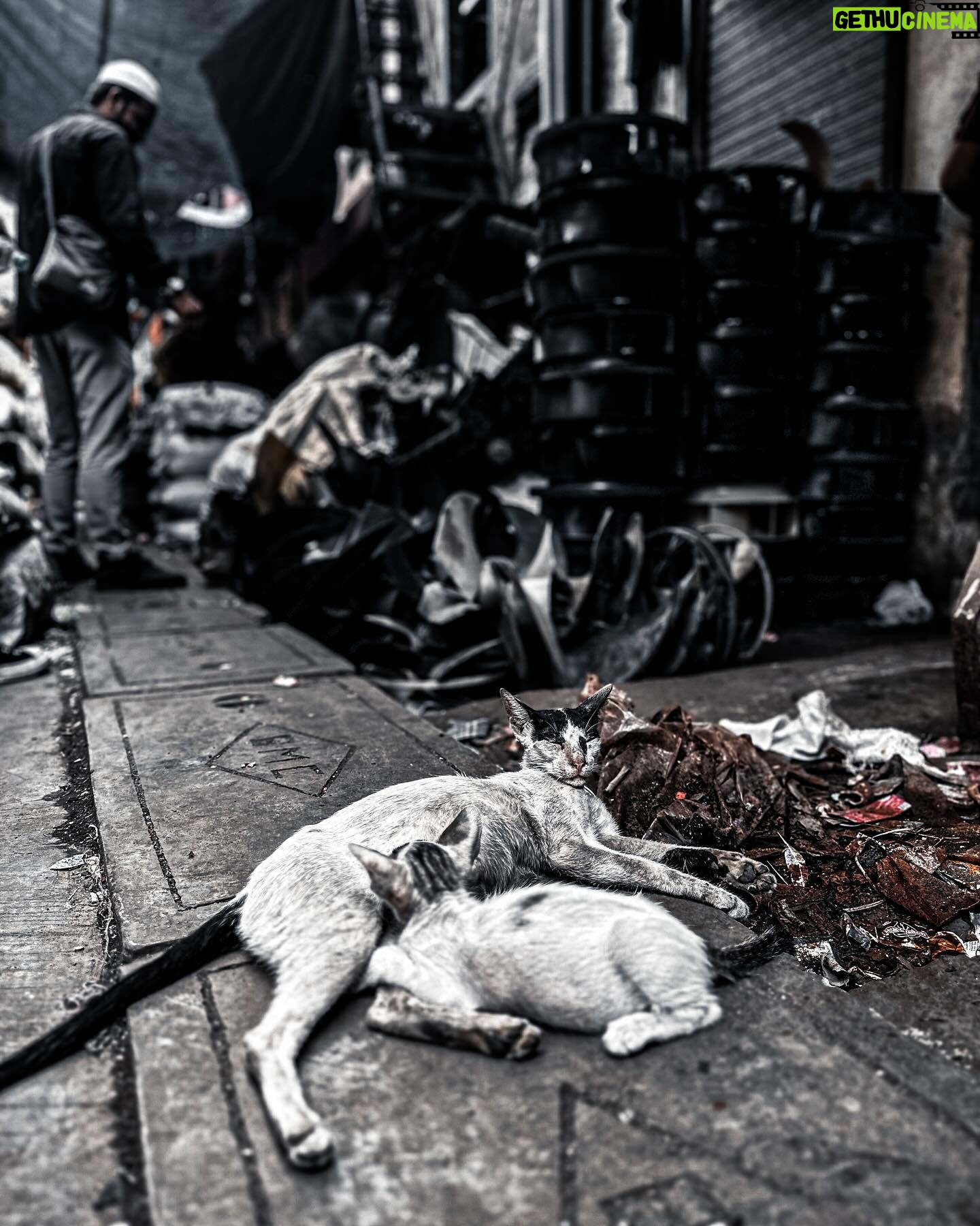 Max George - 3 Likes - The beautiful animals of Dharavi… 🇮🇳 These cats and dogs live a tough life but they are a part of the land and the people.. and they were so friendly 🖤. If you do have the pleasure of ever visiting .. PLEASE do with a proper tour guide.. as it puts money back into the area.🇮🇳