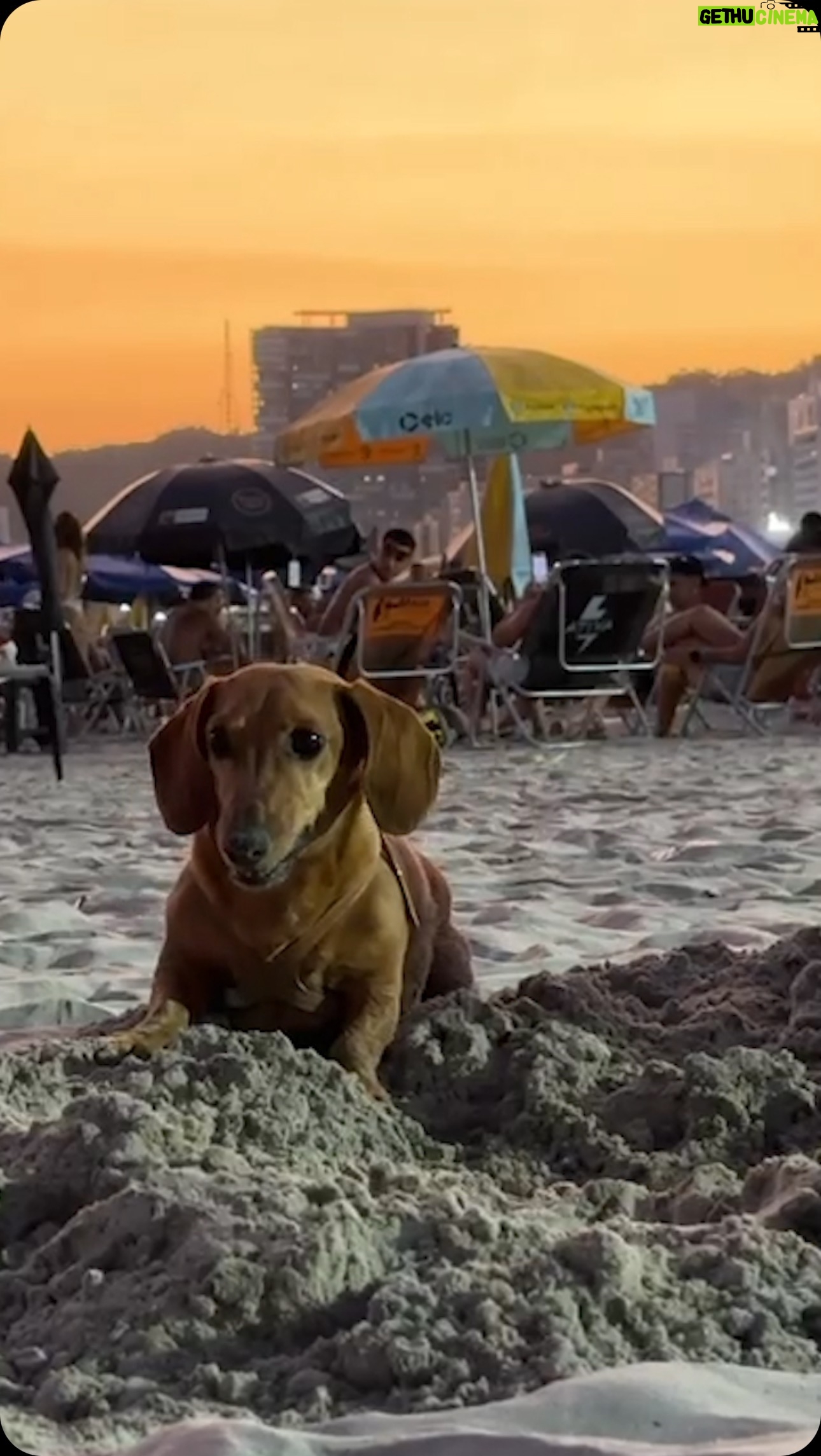 Max Joseph - 3.8K Likes - Simon takes his work very seriously
.
.
.
.
.
.
#dachshund #brazil #brazilbeach