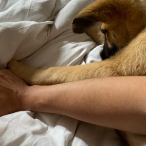 Max Minghella Instagram - One year of living with this party animal #adoptdontshop @thelabellefoundation
