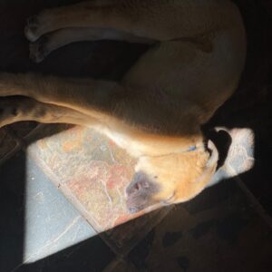Max Minghella Instagram - One year of living with this party animal #adoptdontshop @thelabellefoundation