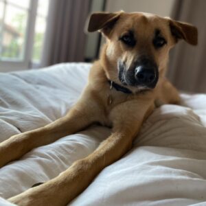 Max Minghella Instagram - Please join me in donating to the @hsiglobal Animal Rescue Fund who are directly helping efforts to secure and care for animals stranded in Ukraine 🇺🇦