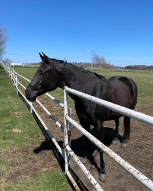 Maxime Dufour-Lapointe Instagram - Laisser le temps au temps de faire son temps, une balade à la fois 🐴🤎✨