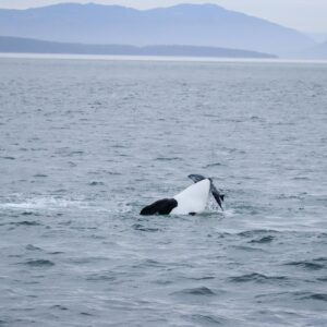 Maxime Dufour-Lapointe Instagram - Un spectacle inattendu d’une partie de chasse d’un groupe d’épaulards digne du National Géographic!! 🐋 Victoria You were Wild !! ✨