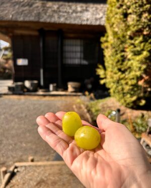 Mecco Chang Instagram - 好大又美的葡萄！What a great and beautiful green grape! 😆

Visited Mt. Fuji first time with my local Japanese friend. It was even better than travel on our own. ♥️

The world well-known heritage site 世界著名遺產之地
Mt. Fuji之忍野八海🌁
9度的乾冷，很舒服😌
