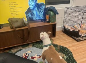 Megan Bitchell Instagram - one month in!!!! I’m so sleepy!!!!!! New York City!!!!!! (swipe to the end to see birdie staring at the 30 rock menu screen)