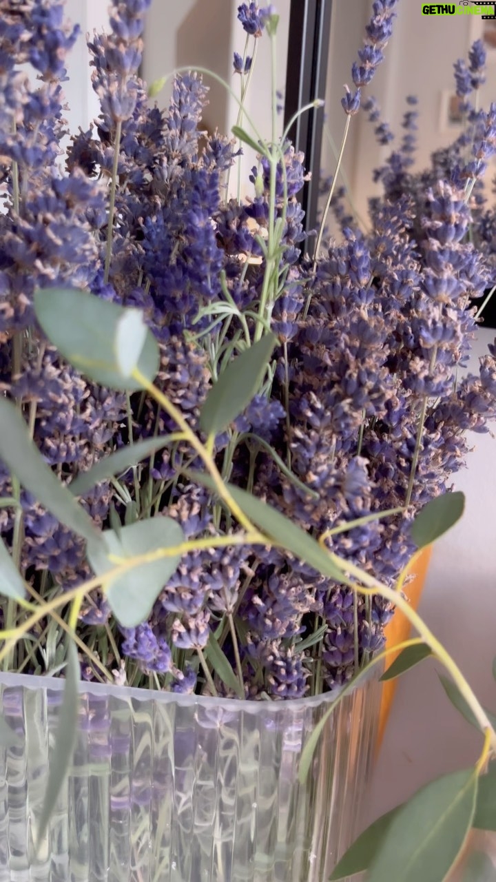 Megan Taylor - 3 Likes - LAVENDER 💜
This is your reminder for the weekend…
Cut back your lavender and bring it inside to fill your house with the most gorgeous scent.
When your lavender has jusssst past it’s best, before it goes to seed, you want to cut it right back to make it gorgeous for next year. It breaks my heart cutting it back BUT it looks and smells stunning inside the home 🏡
•
•
•
#lavender #lavenderseason #gardenersworld #cutbackyourlavender #gardeningjobsforweekend #gardeningjobs