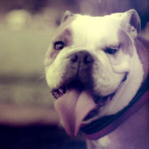 Megan West Instagram - Winston Bogart. 🤍 My first fur baby. One of a kind. And a complete character. Travel buddie. Guard dog. Incredibly smart and always incredibly stubborn. You taught me so much. The nicknames you were given by those who deeply loved you: monster, moo cow, bougie meatball. My handsome little man. A part of my heart forever. 🐶
01/09/2015-09/20/2021