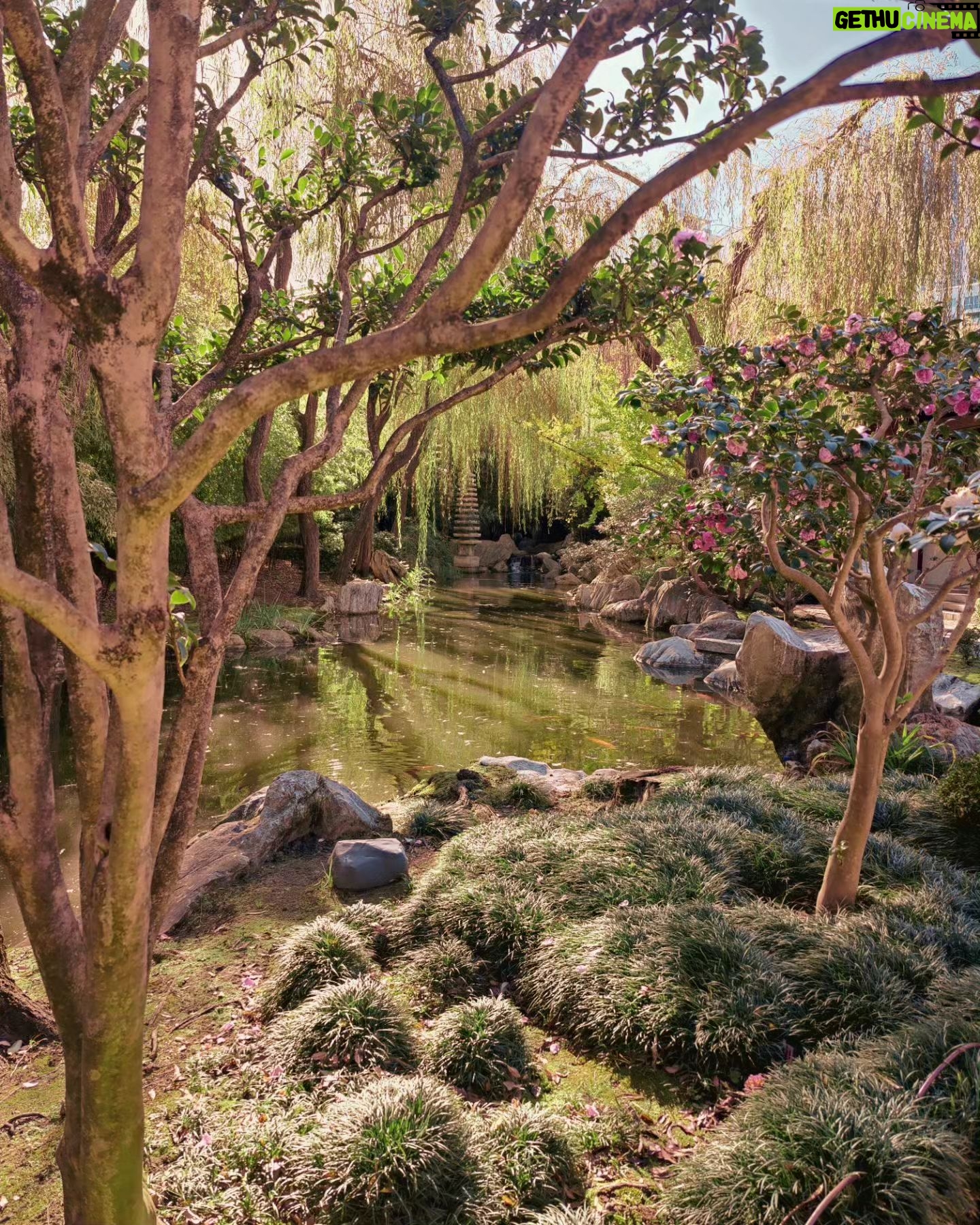 Megha Mathur - 238 Likes - Let's say these will be fondly remembered as a subtle exemplification of Yin-Yang philosophy at the Chinese Garden of Friendship.
As they say Yin-Yang is all about understanding one thing in relation to another, no?
Quintessential framing and clicking of the first picture done by @nakedindianfakir
#sydney #chinesegardenoffriendship #sff #sff2023