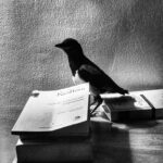 Mehmet Ali Nuroğlu