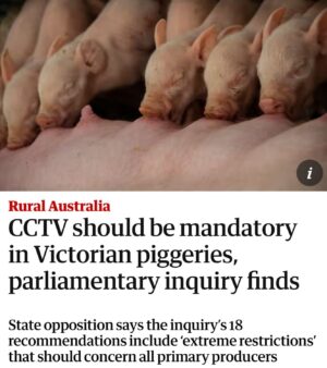 Mehreen Faruqi Instagram - Important findings out of Victoria that show just how much more governments need to be doing to protect the welfare of pigs and all animals. 

I welcome the recommendation that CCTV be mandatory in processing and farming facilities. This is something the Greens have long pushed for.