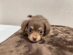 Mei Hashima Instagram - 実はずっと発表してなかったんですが子供が1人増えました🐶
いよいよ人生の全てを犬に捧げる女になりました。

チワックスの「とわ」ちゃんです。よろしくお願いします。