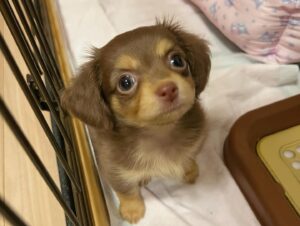 Mei Hashima Instagram - 実はずっと発表してなかったんですが子供が1人増えました🐶
いよいよ人生の全てを犬に捧げる女になりました。

チワックスの「とわ」ちゃんです。よろしくお願いします。