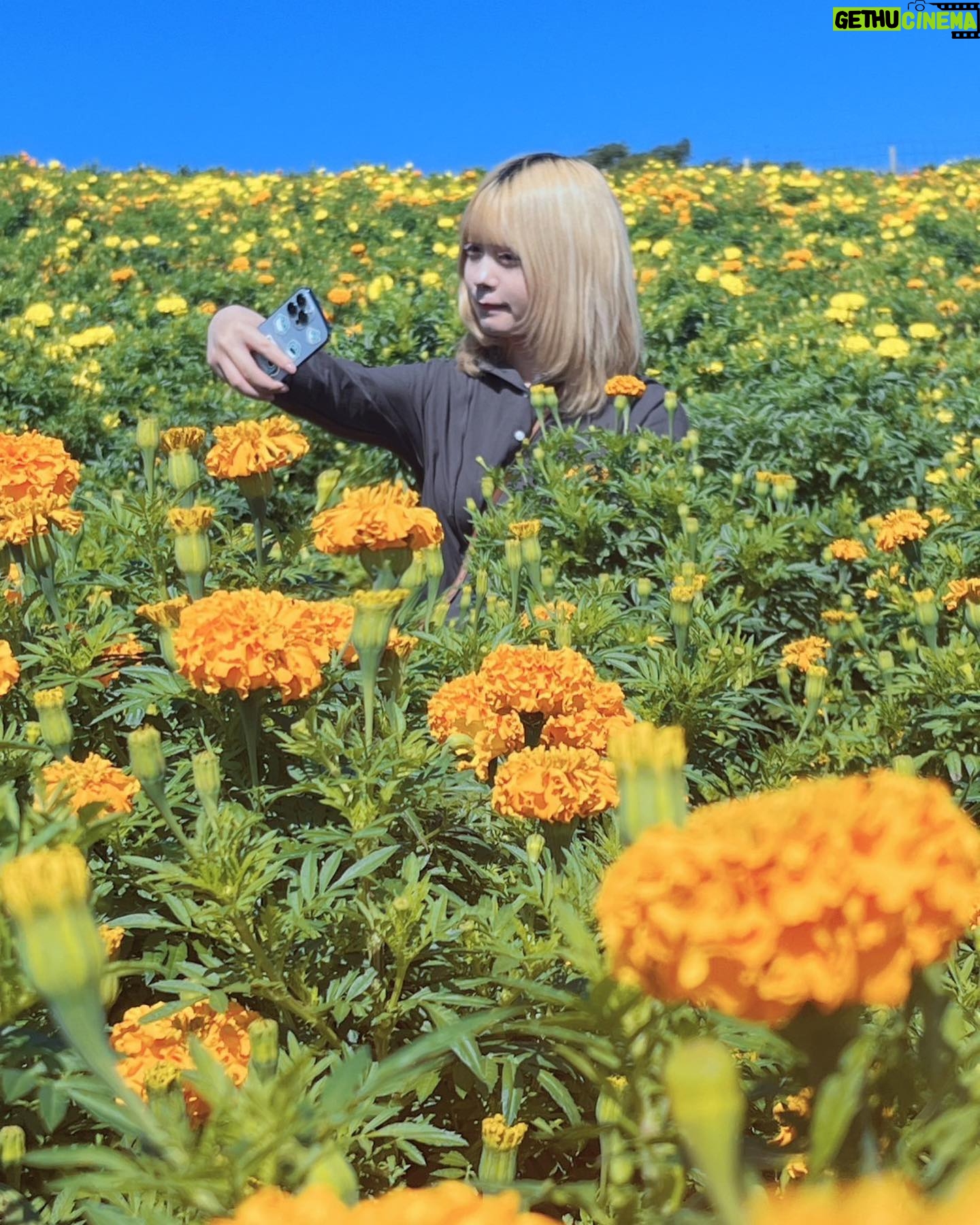 Mei Hashima - 1.2K Likes - 生命力高めの場所へ久々に行ってきた。
#ドイツ村 #東京ドイツ村 #お花 #お花畑 #秋 #自撮り #金髪 #ハイトーン