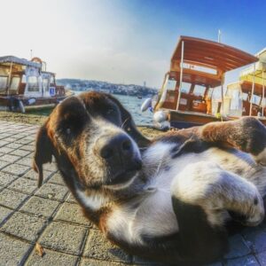 Melike Emiroğlu Instagram - Bu dünyayı güzelleştiren can meleklerim ben sizin diliniz,sözünüz olmaya,size yardıma etmeye geldim Allahım hepinize yardım etme gücü versin..Sizi hep kalbi güzel insanlarla karşilaştırsın sevmek,görmek,beslemek,yardim etmek ruhunuzu besler onlardan korkmayın onlardan korkan,sevmeyenlerden korkun..
Bu dünya sizinle güzel #4ekimhayvanlarıkorumagünü 
Onları koruyan,seven,bir kap suyu esirgemeyen herkesten Allah razı olsun seveniniz cok olsun❤️ mutlu pazarlar