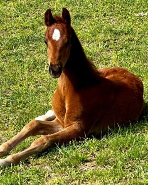 Melissa Moore Instagram - Love the babies!!! Gomez x Dessert Wine.  He is so beautiful 😍 #asbdreams #breedingprogram @emmamcaruso @melissamoore27