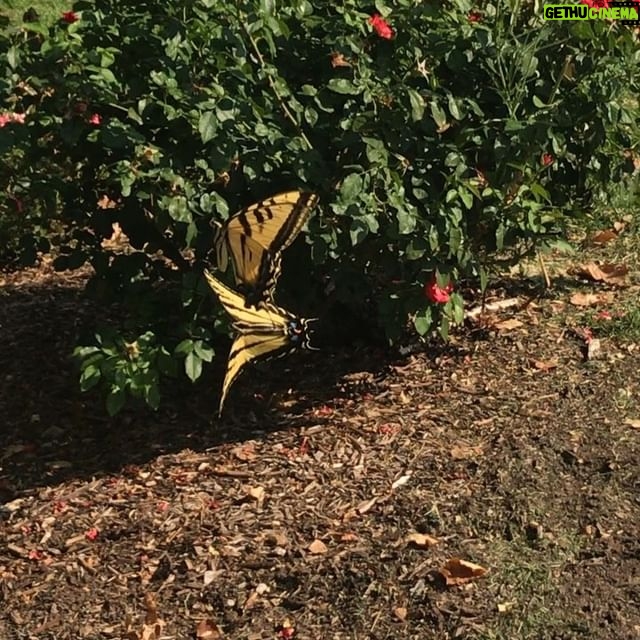 Meredith Monroe - 436 Likes - Look who I met on my run this morning! 🦋🦋 #master #camera work 😂 I really think I missed my calling & should be behind the 🎥 🤣. #tgif #mothernature #beauty #butterflies #endorphins