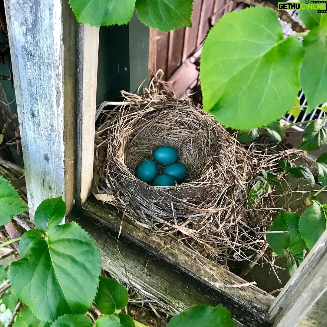 Meredith Monroe - 545 Likes - #mothernature on the #farm #mommytobe #quadruplets #robins-eggs💕