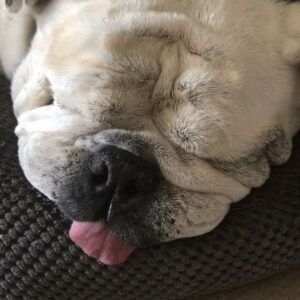 Meredith Monroe Instagram - #ruff morning 😂😂#bulldogsofinstagram #tonguesouttuesday (didn’t even know that was a thing) Happy Tuesday hope you’re all #snuggly wuggly 💙