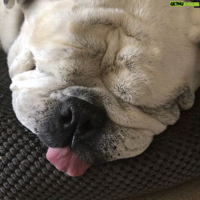 Meredith Monroe - 359 Likes - #ruff morning 😂😂#bulldogsofinstagram #tonguesouttuesday (didn’t even know that was a thing) Happy Tuesday hope you’re all #snuggly wuggly 💙