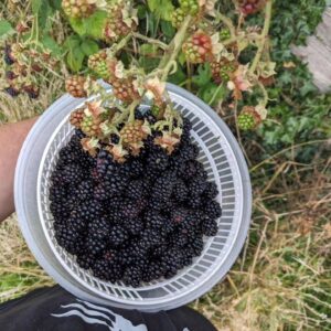 Merlin Griffiths Instagram - Heads up! A favourite time of year has begun. #Blackberries in season!! 
A Rhubarb, Blackberry & Apple Crumble is possibly one of the finest things ever. X
#forage #eat #enjoy