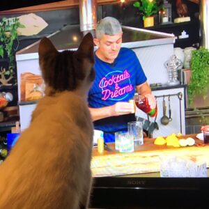 Merlin Griffiths Instagram - Just got sent this. One of our kittens we gifted, and since named "Merlin Junior", enjoying a bit of telly 🤣
So cute ❤️