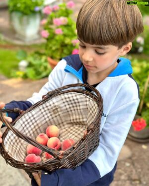 Micael Bindefeld Instagram - Picking Our Homegrown Peaches!!
-
-
Pls swipe for more 🍑🍑🍑
-
-
This cute peach tree was given to us from our dear friend and my garden guru @victoriaskoglund of @zetasgarden !!
-
-
I have kept it in our heated greenhouse during winters and pollinated the flowers by hand with a tiny brush!
-
-
I think I will plant it in my garden this summer since it’s supposed to be a winter hardy peach!
-
-
Anyway. The peaches are cute, furry and super sweet!
Sooo delicious. 
-
-
Thank you @victoriaskoglund 
-
-
The huge gorgeous pot with a lovely patina I bought at @dromhuset 
-
-
#persikor #persikorfrånegetträd #egenodlatärbäst #egenodlat #peaches #peachtree #aspvik