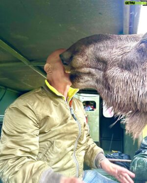 Micael Bindefeld Instagram - Kissed by a Moose!!
-
-
Pls swipe for some real fun picts of more 🫎🫎🫎
-
-
We’re in love with the Moose Safari at @virumalgpark !!
It created a totally unique way to actually “meet” some amazing moose and their calves. 
-
-
The staff is attentive, knowledgeable and super kind!
-
This is a “must” for both kids and parents!
-
We had a blast despite the rain. And our kids will never forget Oscar, Hugin, Mumin, Fritt, Saga or any of the other moose!
Oscar became an instant favorite!
-
-
Thank you @virumalgpark for giving us these amazing memories!
No. This is not a sponsored ad!
We’ve paid our entrance fees just like everyone else!
-
-
#virumälgpark #moosesafari #älg #älgsafari #virum #sommarlov #småland