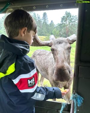 Micael Bindefeld Instagram - Kissed by a Moose!!
-
-
Pls swipe for some real fun picts of more 🫎🫎🫎
-
-
We’re in love with the Moose Safari at @virumalgpark !!
It created a totally unique way to actually “meet” some amazing moose and their calves. 
-
-
The staff is attentive, knowledgeable and super kind!
-
This is a “must” for both kids and parents!
-
We had a blast despite the rain. And our kids will never forget Oscar, Hugin, Mumin, Fritt, Saga or any of the other moose!
Oscar became an instant favorite!
-
-
Thank you @virumalgpark for giving us these amazing memories!
No. This is not a sponsored ad!
We’ve paid our entrance fees just like everyone else!
-
-
#virumälgpark #moosesafari #älg #älgsafari #virum #sommarlov #småland