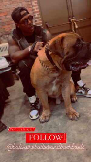 Michael Bolwaire Instagram - FOLLOW @bolwairesbulliesandboerboels 

“Come see a lil bit more of my day to day”

#MICHAELBOLWAIRE
#boerboel 
#rockwalldolo
#boerboelsofinstagram