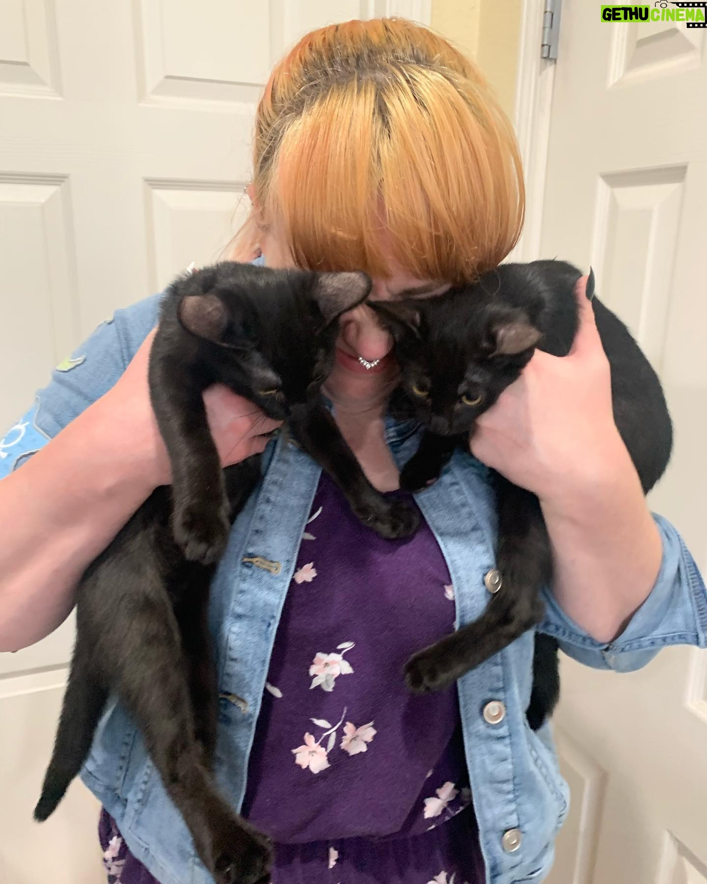 Michael Jones - 41.5K Likes - Kitties have arrived. Meet Leon and Ada.