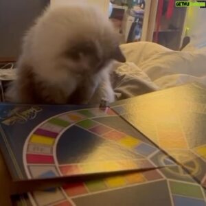 Michael Monroe Instagram - 🐾🐈‍⬛🩷 Lumi playing Trivial Pursuit. 🥰