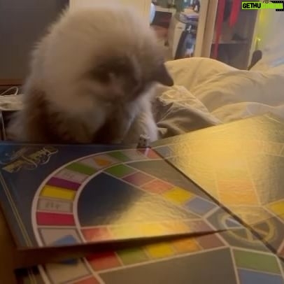 Michael Monroe - 5.1K Likes - 🐾🐈⬛🩷 Lumi playing Trivial Pursuit. 🥰