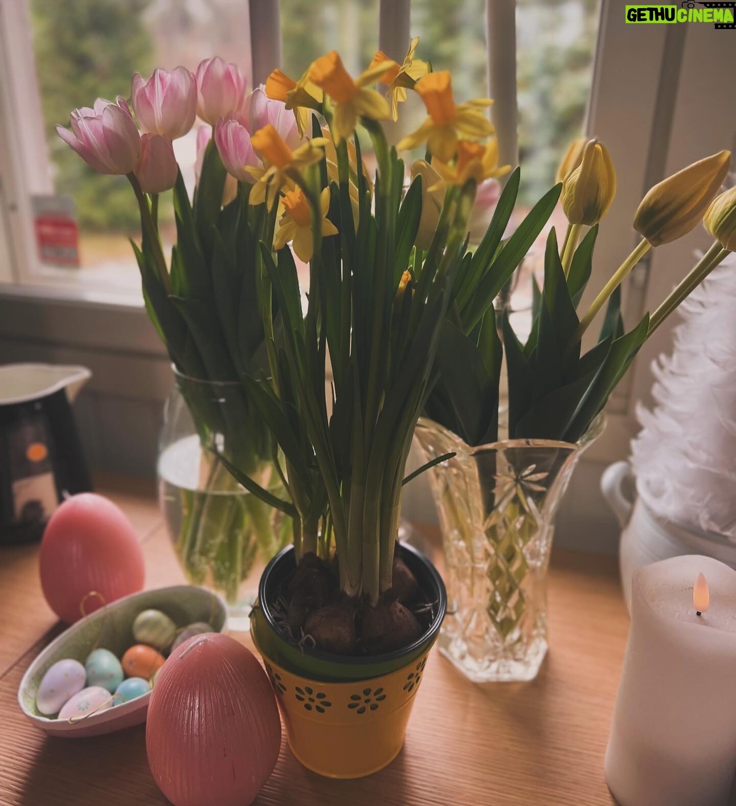 Michael Monroe - 4K Likes - Happy Easter 🐣🐥💛💛💛💛🌞
Lämmintä Pääsiäistä 💛💛💛💛🐥