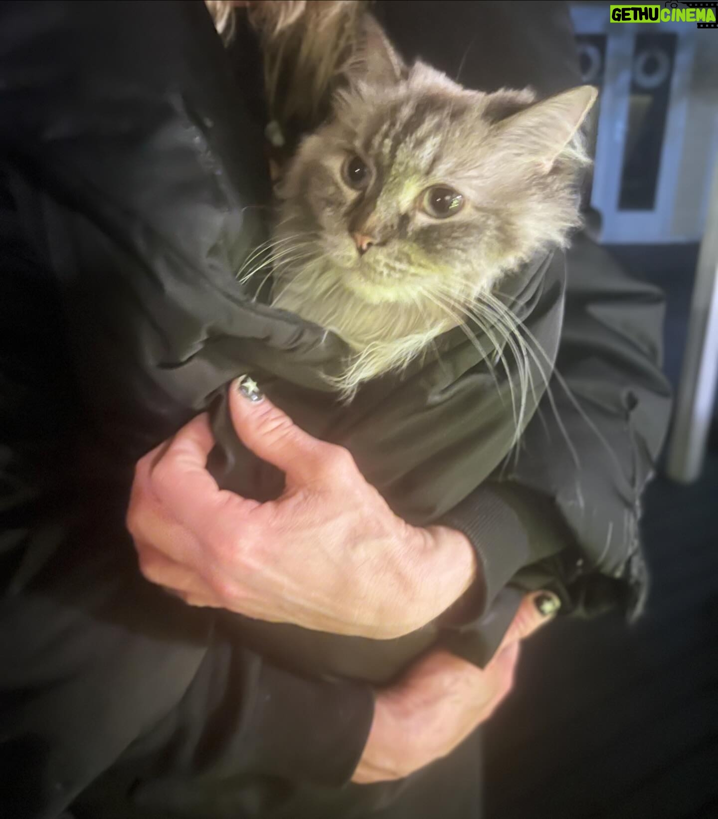 Michael Monroe - 4.4K Likes - 🩷🐈⬛🐾 Lumi 🐈⬛🐾🩷